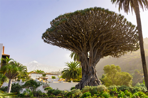 El Drago Milenario in Parque del Drago op Tenerife